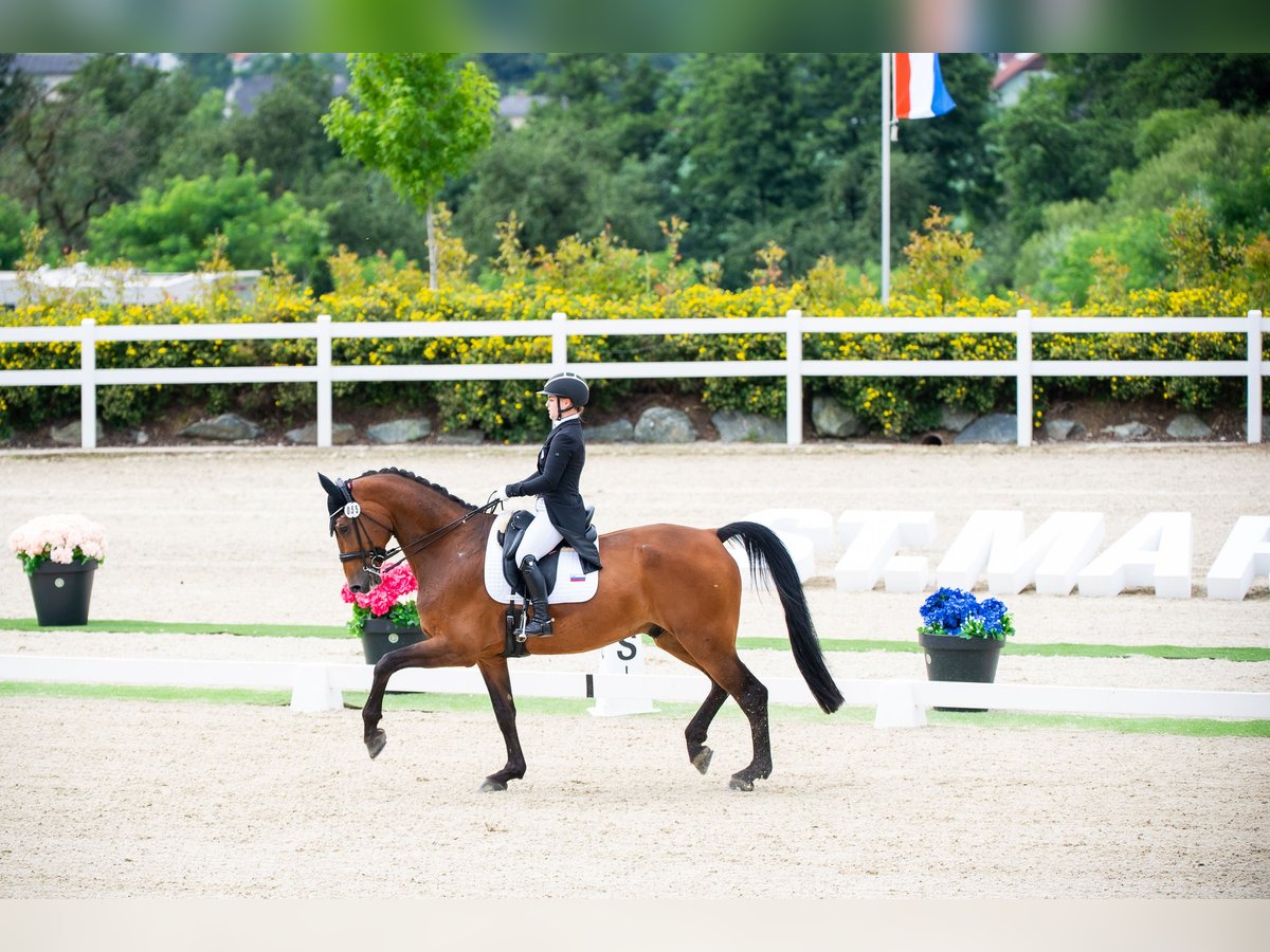 Italienisches Reitpferd Wallach 16 Jahre 175 cm Brauner in Domžale