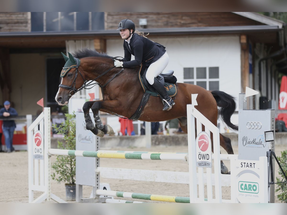 Italienisches Reitpferd Wallach 16 Jahre 175 cm Brauner in Thumburg