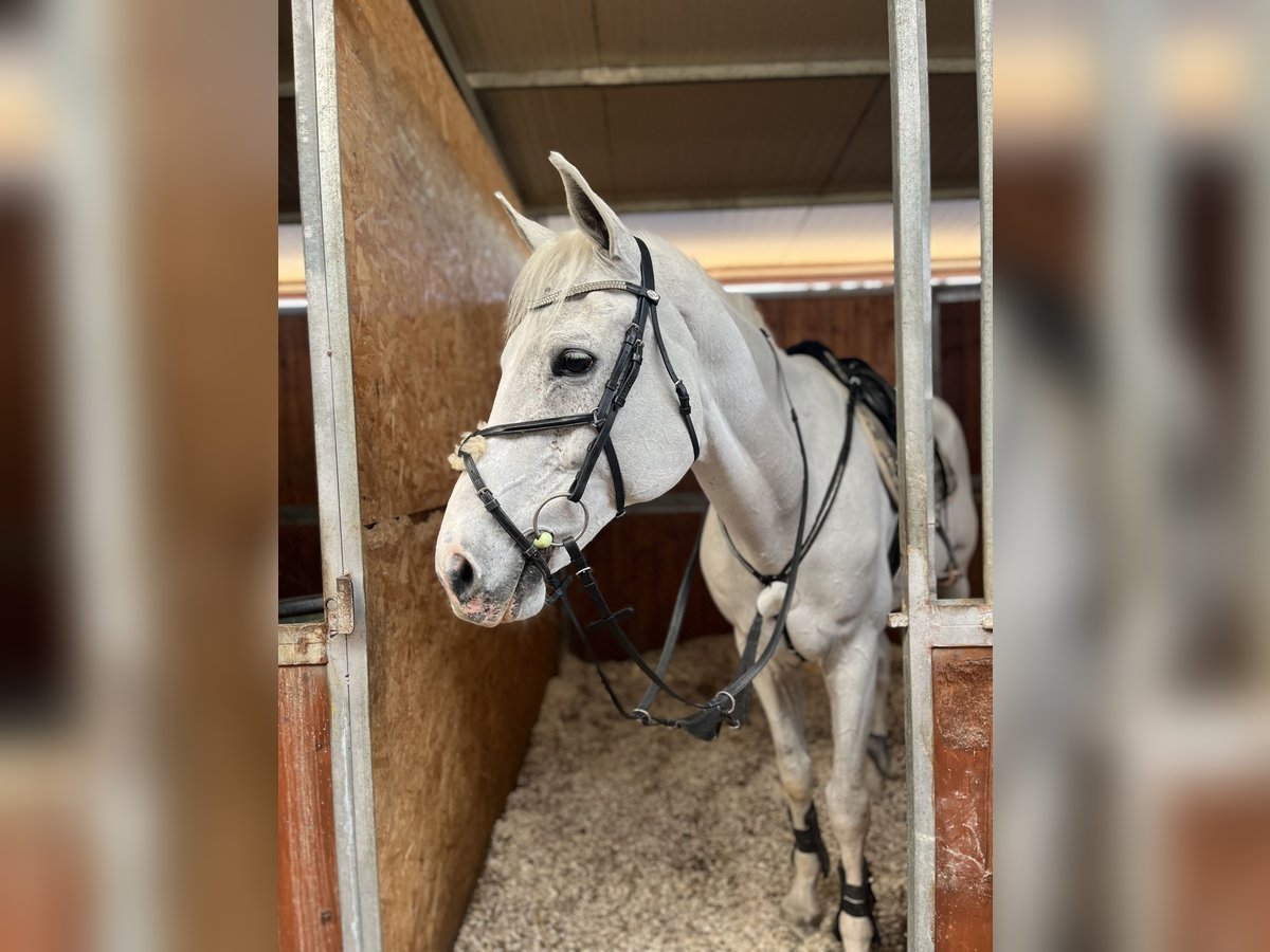 Italienisches Reitpferd Wallach 16 Jahre Schimmel in Casandrino