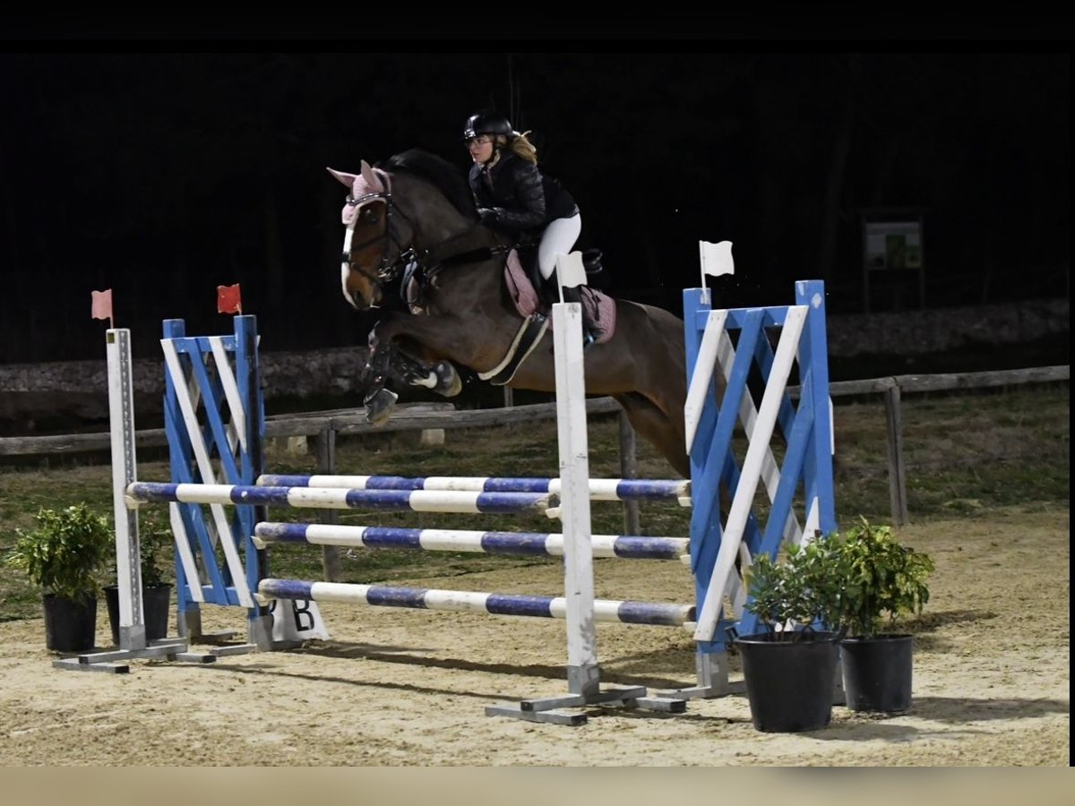 Italienisches Reitpferd Wallach 16 Jahre in Valenzano