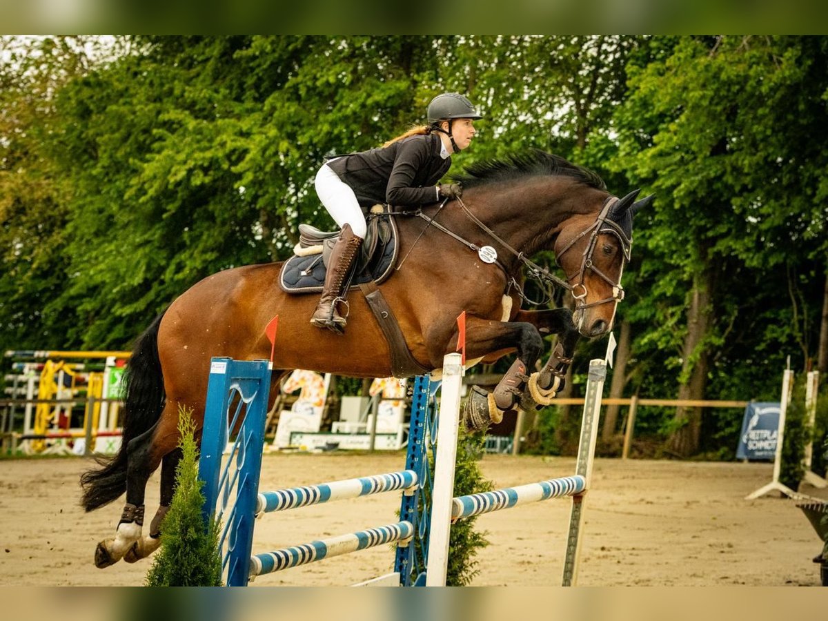 Italienisches Reitpferd Wallach 17 Jahre 180 cm Brauner in Burgwedel
