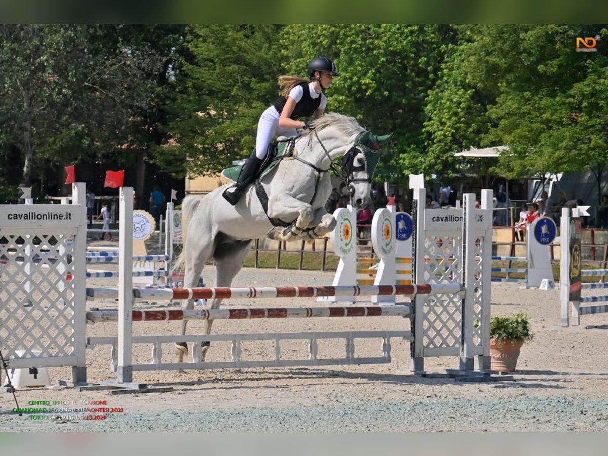 Italienisches Reitpferd Wallach 17 Jahre 181 cm Schimmel in Verbania