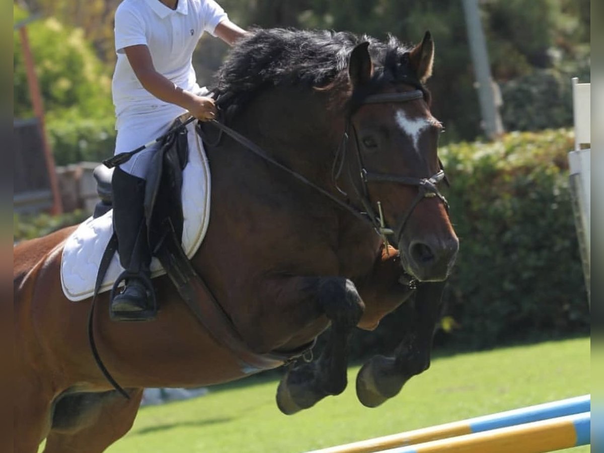 Italienisches Reitpferd Wallach 18 Jahre 162 cm Brauner in Favara