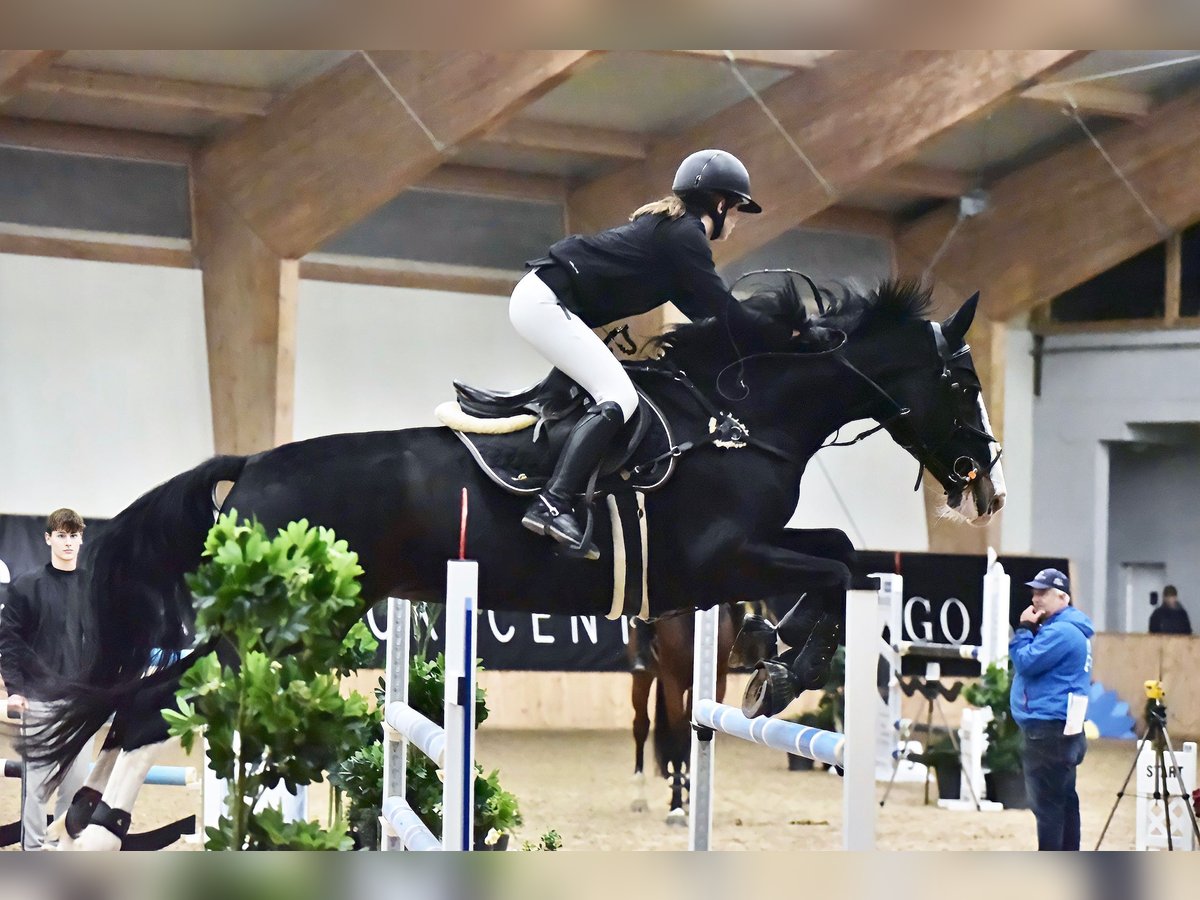 Italienisches Reitpferd Wallach 18 Jahre 170 cm Dunkelbrauner in Velenje