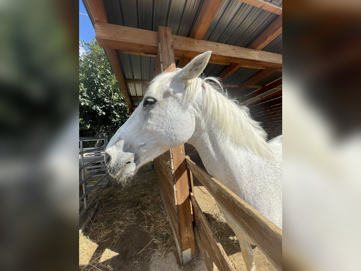 Italienisches Reitpferd Mix Wallach 19 Jahre 164 cm Schimmel in Luzzi