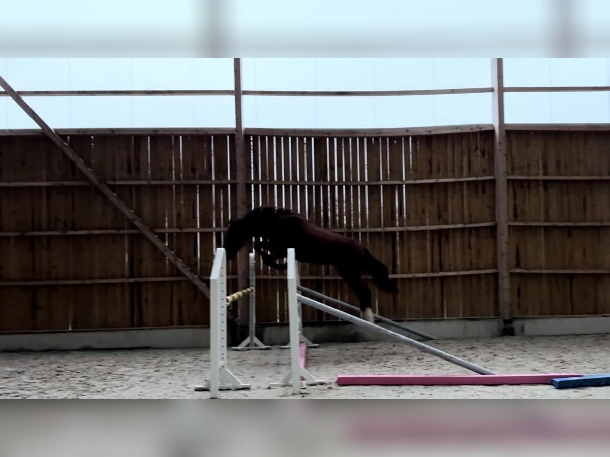 Italienisches Reitpferd Wallach 3 Jahre 161 cm Brauner in La Haye-Saint-Sylvestre