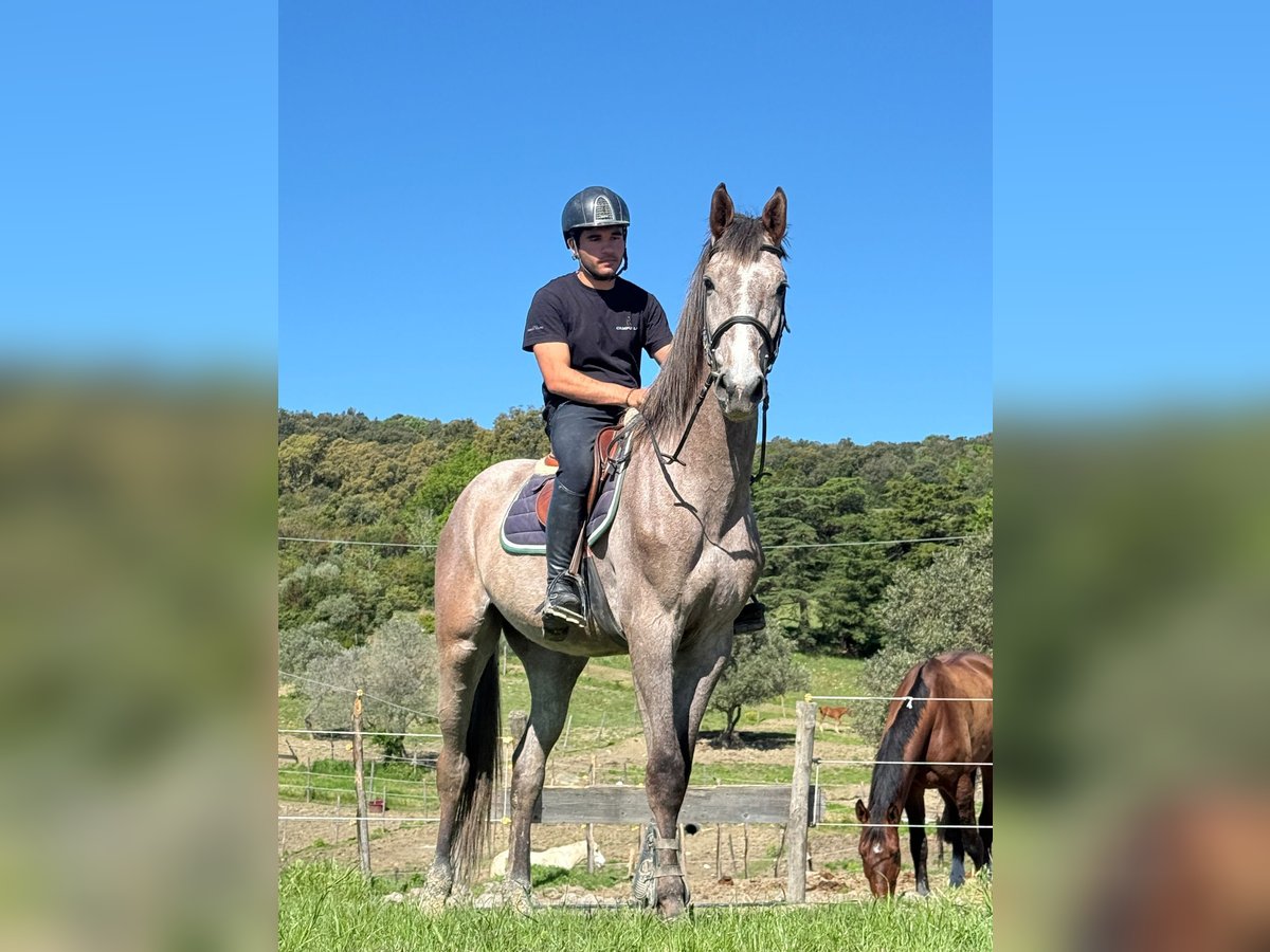 Italienisches Reitpferd Wallach 3 Jahre 170 cm Schimmel in Riparbella Italienisches Reitpferd Wallach 3 Jahre 170 cm Schimmel in Riparbella