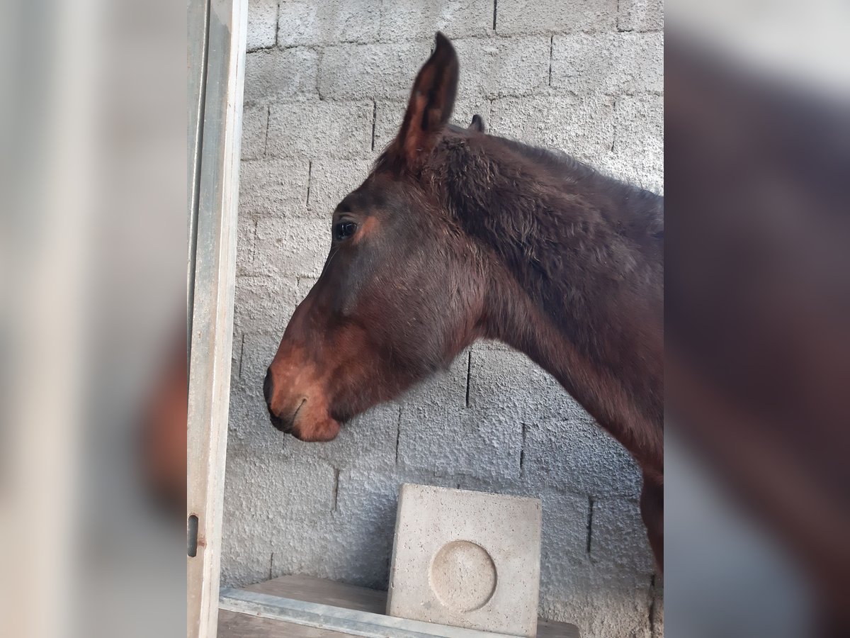 Italienisches Reitpferd Wallach 3 Jahre 175 cm Brauner in Sellia marina