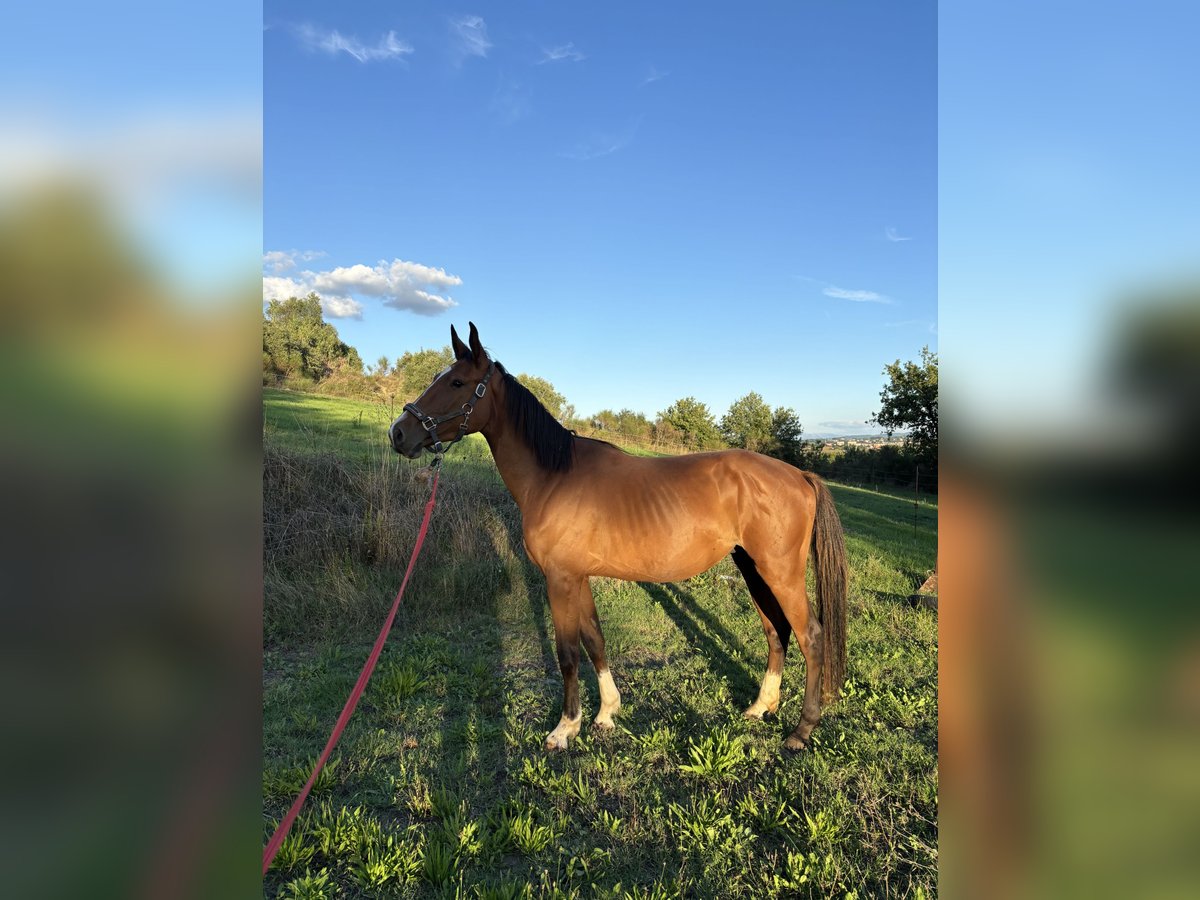 Italienisches Reitpferd Wallach 3 Jahre Dunkelbrauner in perugia