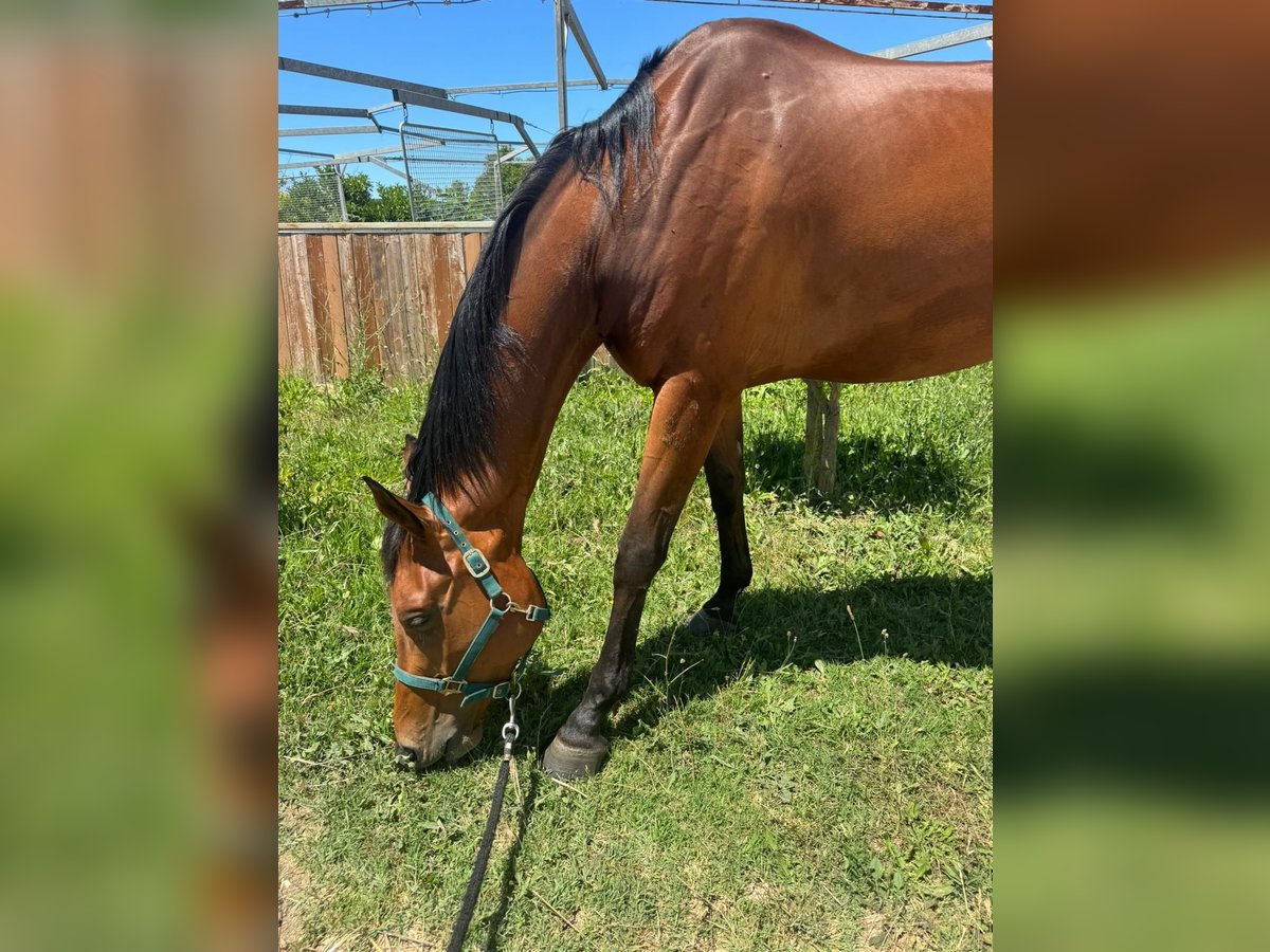 Italienisches Reitpferd Wallach 5 Jahre 175 cm Brauner in Cerveteri