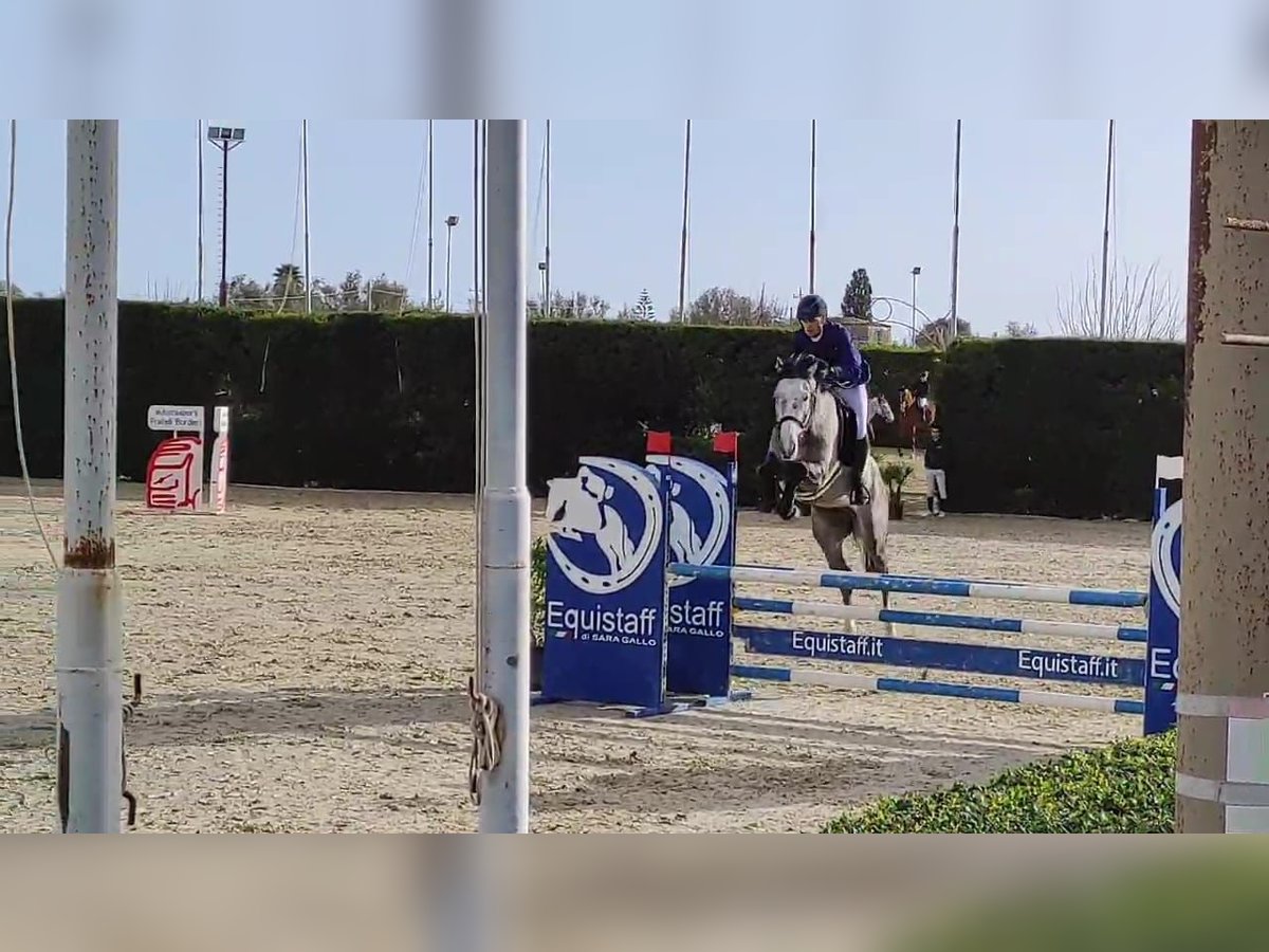 Italienisches Reitpferd Wallach 6 Jahre 172 cm Schimmel in Cassibile