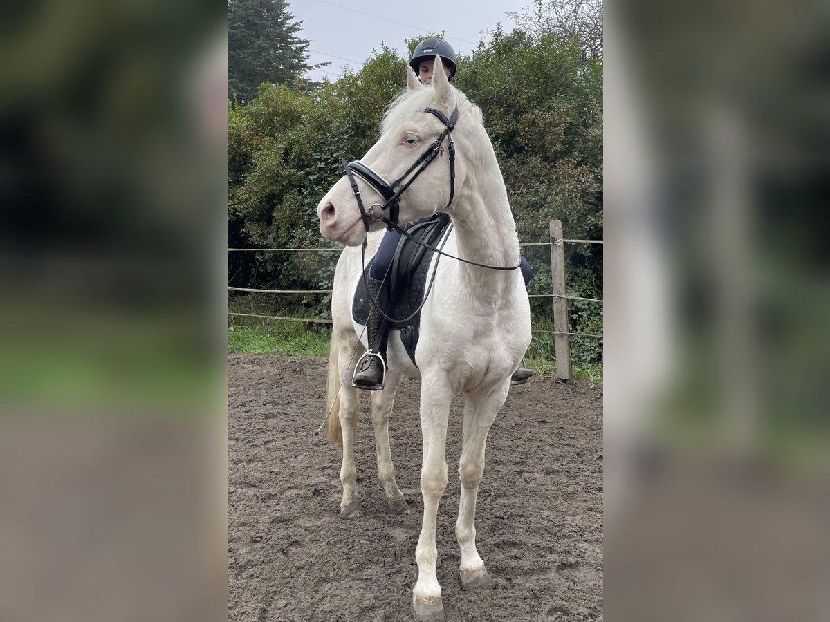 Italienisches Reitpferd Wallach 7 Jahre 157 cm Cremello in Oberhausen