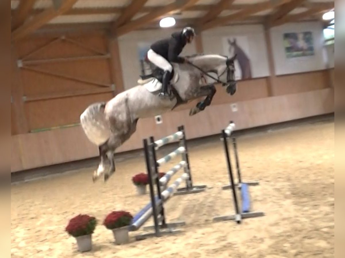 Italienisches Reitpferd Wallach 7 Jahre 172 cm Schimmel in Bad D&#xFC;rrheim