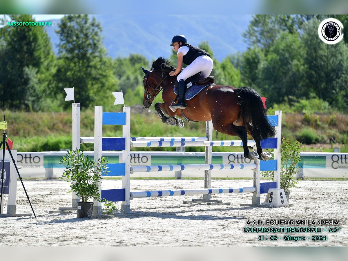 Italienisches Reitpferd Wallach 8 Jahre 167 cm Brauner in Walldorf Italienisches Reitpferd Wallach 8 Jahre 167 cm Brauner in Walldorf