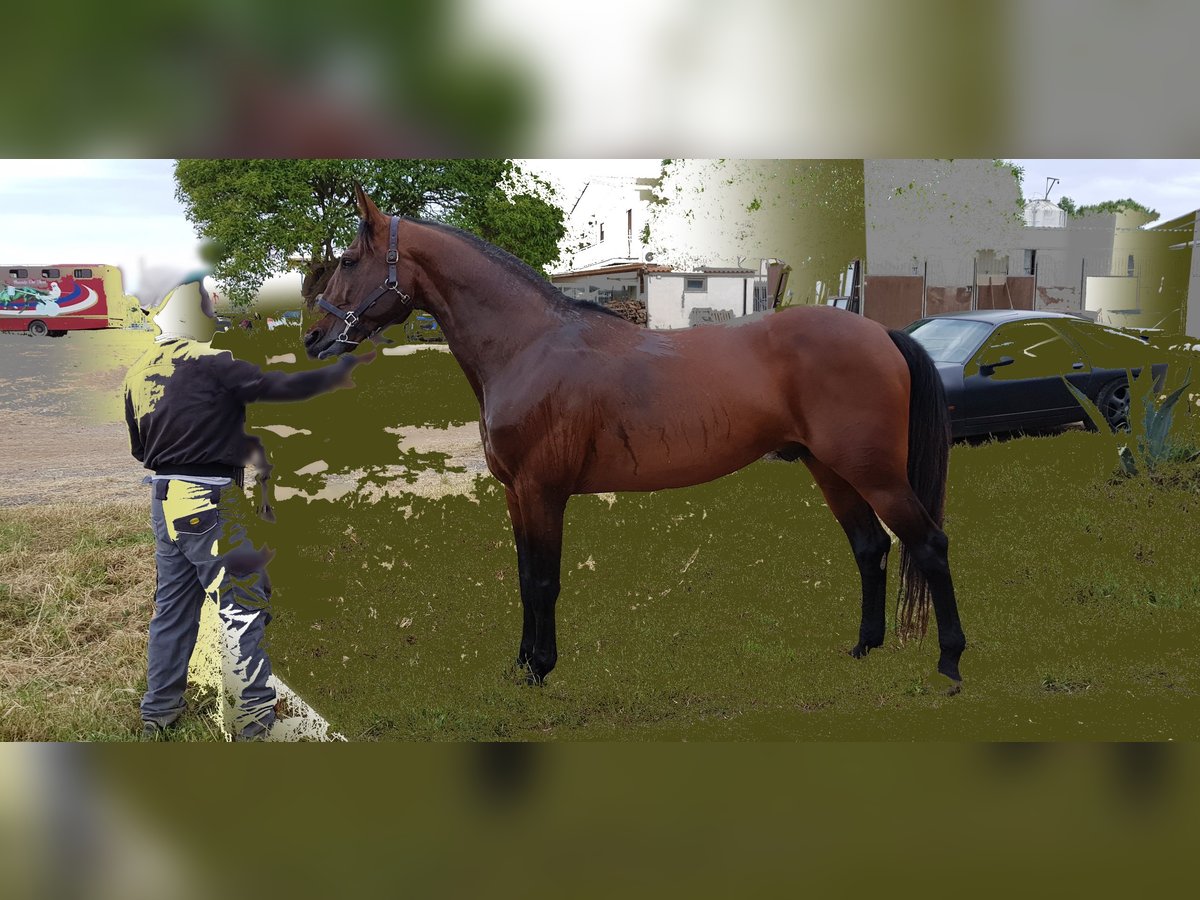 Italiensk travare Hingst 15 år 166 cm Brun in Marina Di Ardea