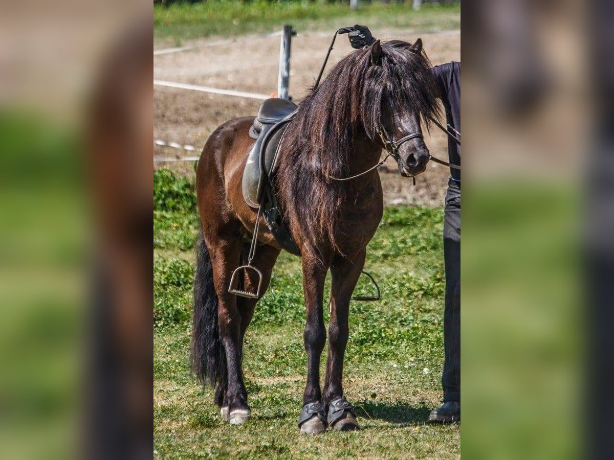 JARI SAVINJSKI Islandshäst Hingst Svart in Prestranek