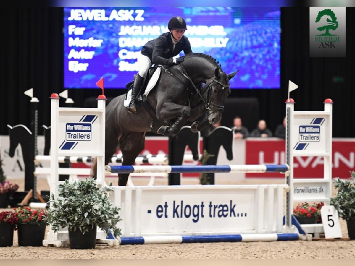 JEWEL ASK Z Zangersheider Hengst in Martofte