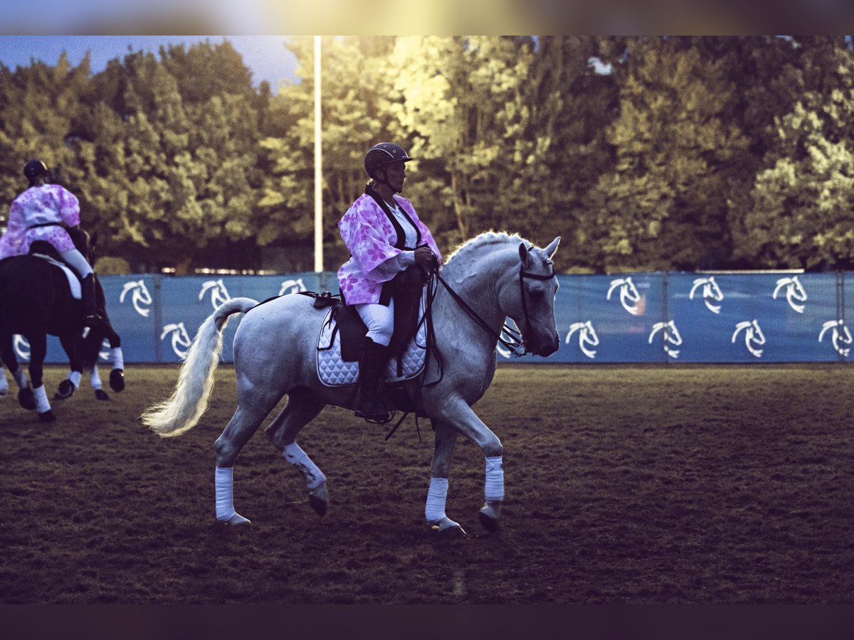 JOUVAS Camargue Stallone in Wesel
