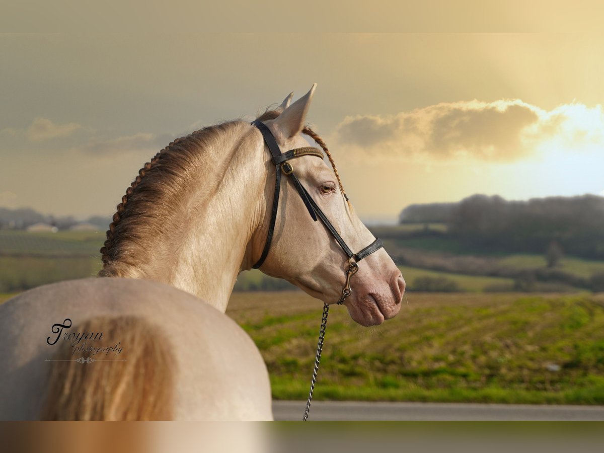 JULEN SC PRE Stallion Perlino in Heuvelland