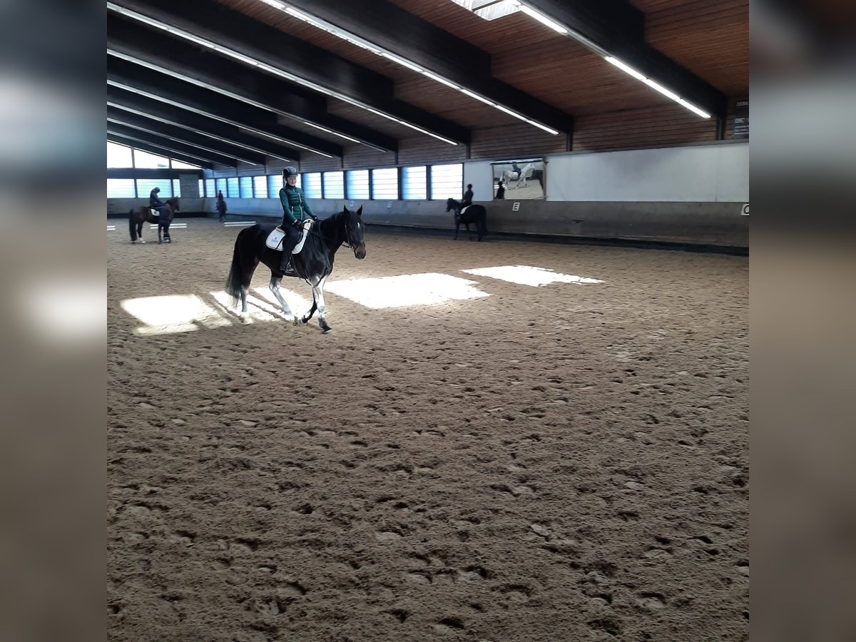 Junge Reiterin sucht tolles Pferd 