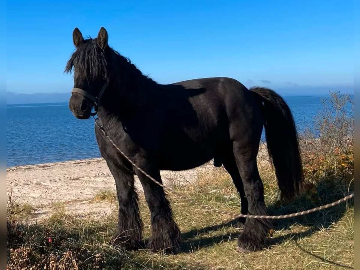 Jutland Gelding 8 years 15,2 hh Black in S&#xFC;derl&#xFC;gum