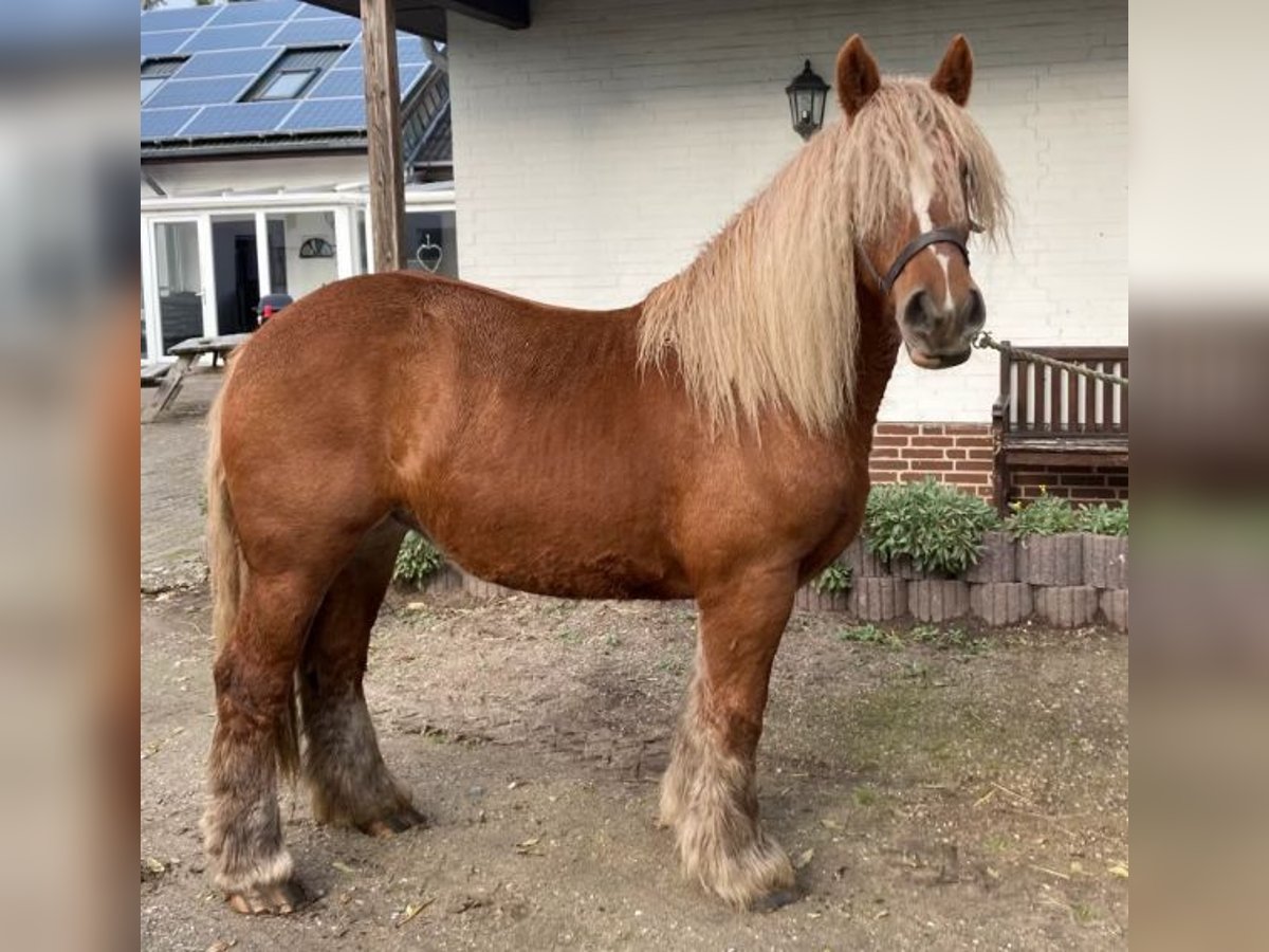 Jutland Mare 3 years 15,1 hh Chestnut-Red in Süderlügum Jutland Mare 3 years 15,1 hh Chestnut-Red in Süderlügum