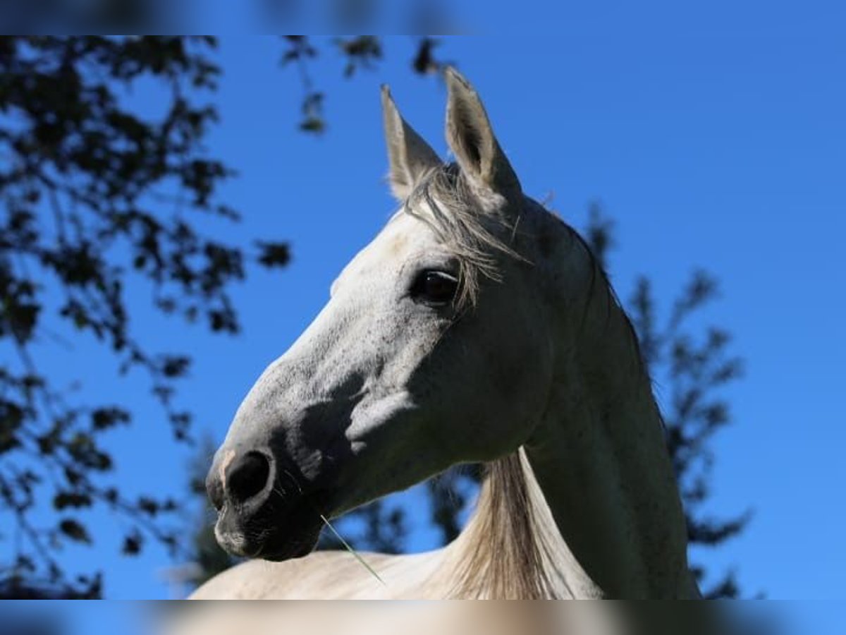 Kabardin Castrone 17 Anni 150 cm Grigio trotinato in Anthering