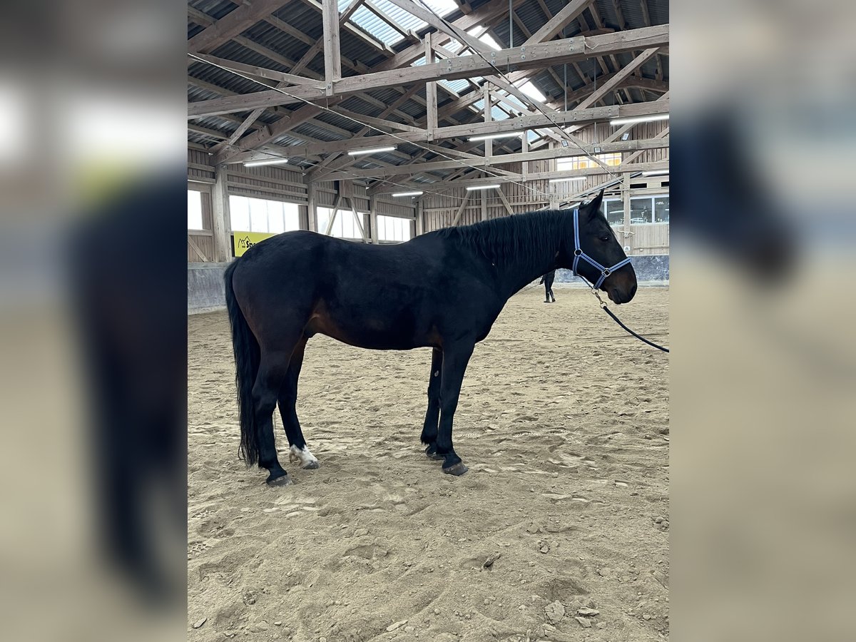 Kabardin Gelding 12 years 15 hh Smoky-Black in Haldenwang