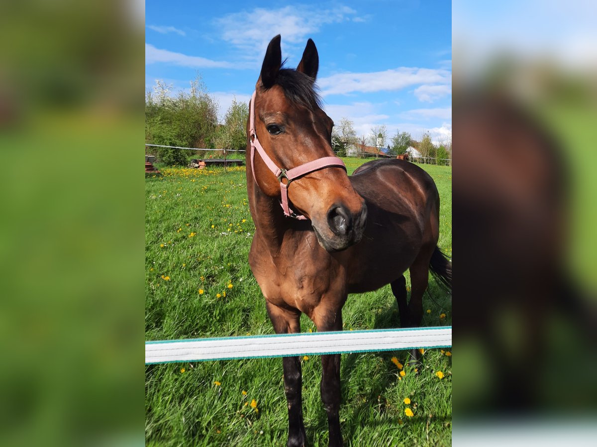 Kabardin Giumenta 22 Anni 159 cm Baio in Rottenburg an der Laaber