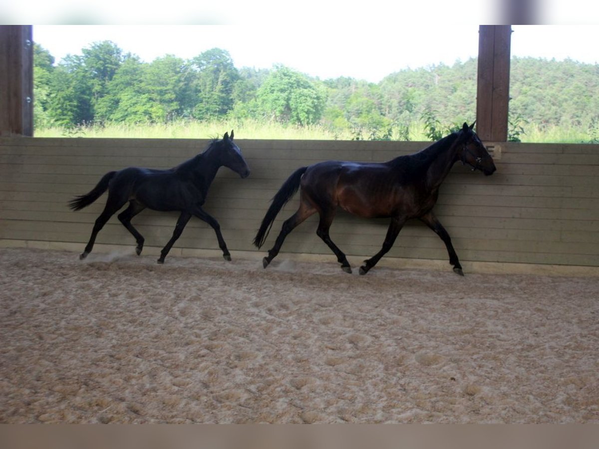 Kabardiner Hengst 1 Jaar 154 cm Zwartbruin in Zenting