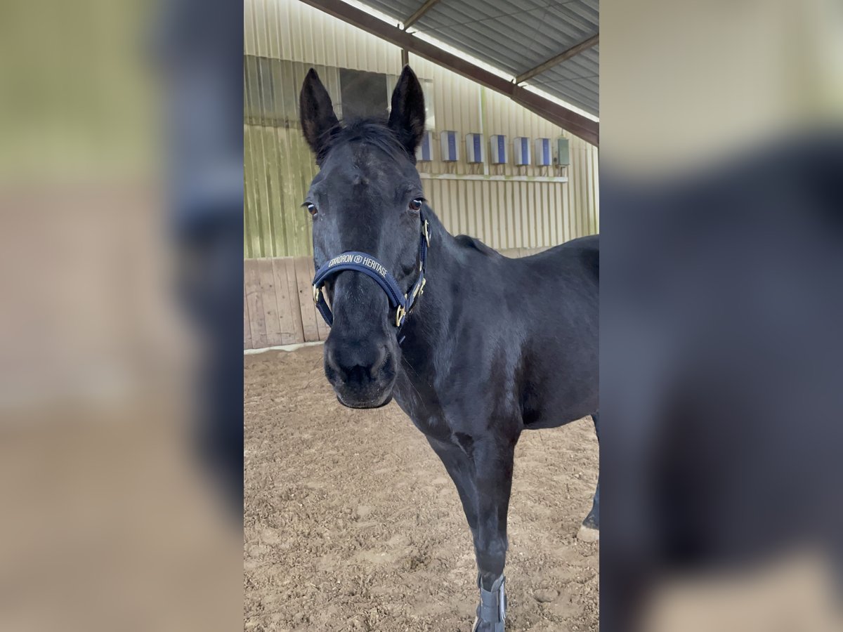 Kabardiner Merrie 19 Jaar 160 cm Zwartbruin in Volkertshausen