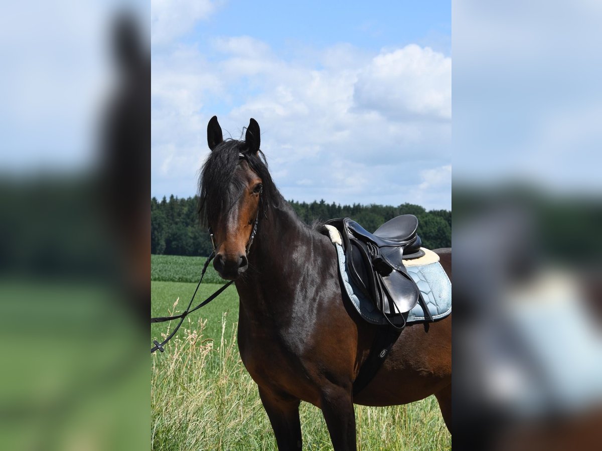 Kabardiner Merrie 6 Jaar 151 cm Zwartbruin in Finsing