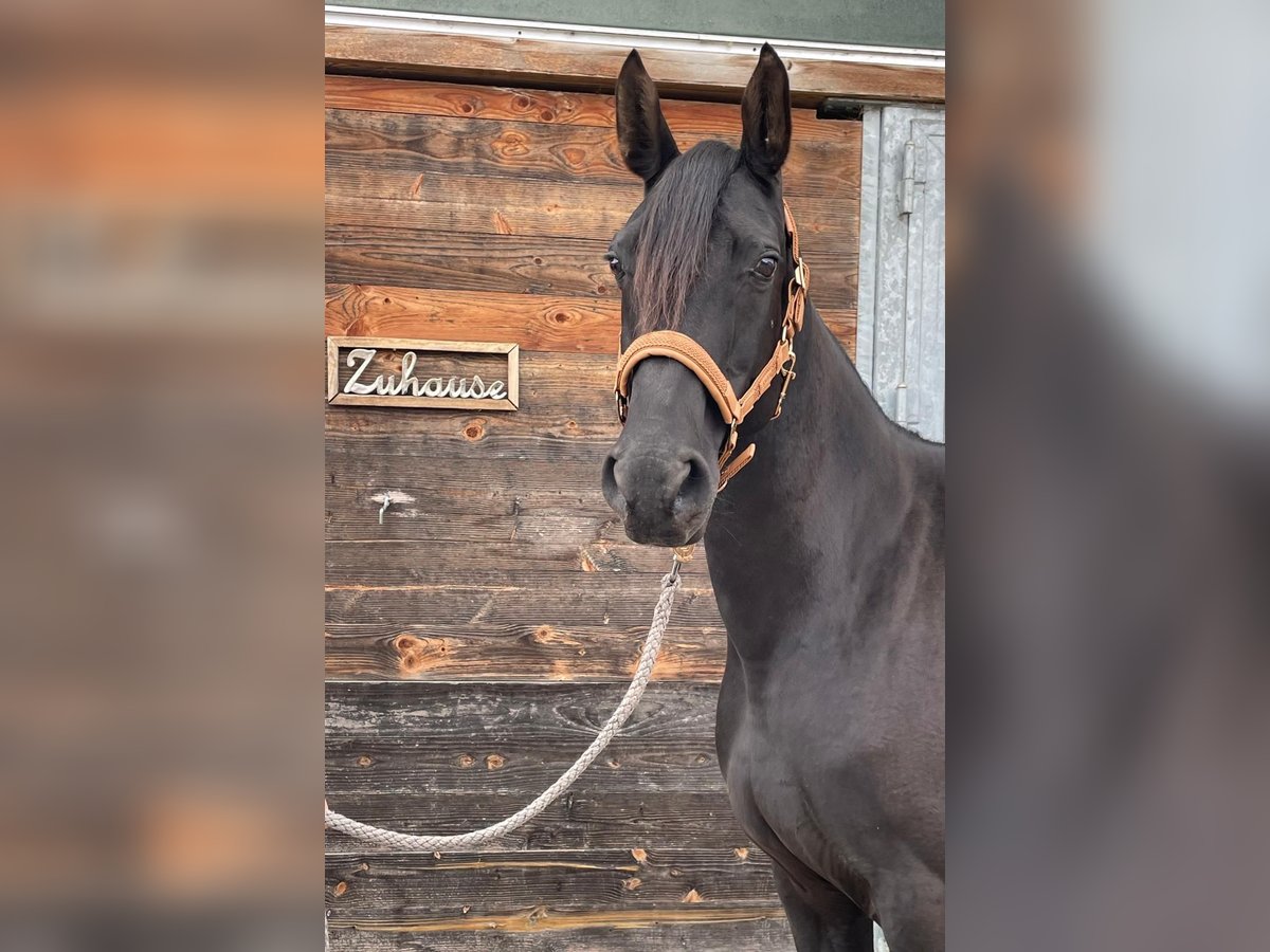 Kabardiner Stute 12 Jahre 156 cm Rappe in Drackenstein Kabardiner Stute 12 Jahre 156 cm Rappe in Drackenstein