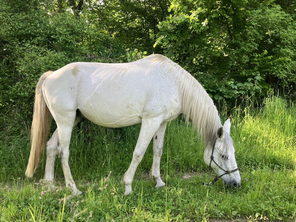 Kabardiner Wallach 17 Jahre 149 cm Fliegenschimmel in Anthering