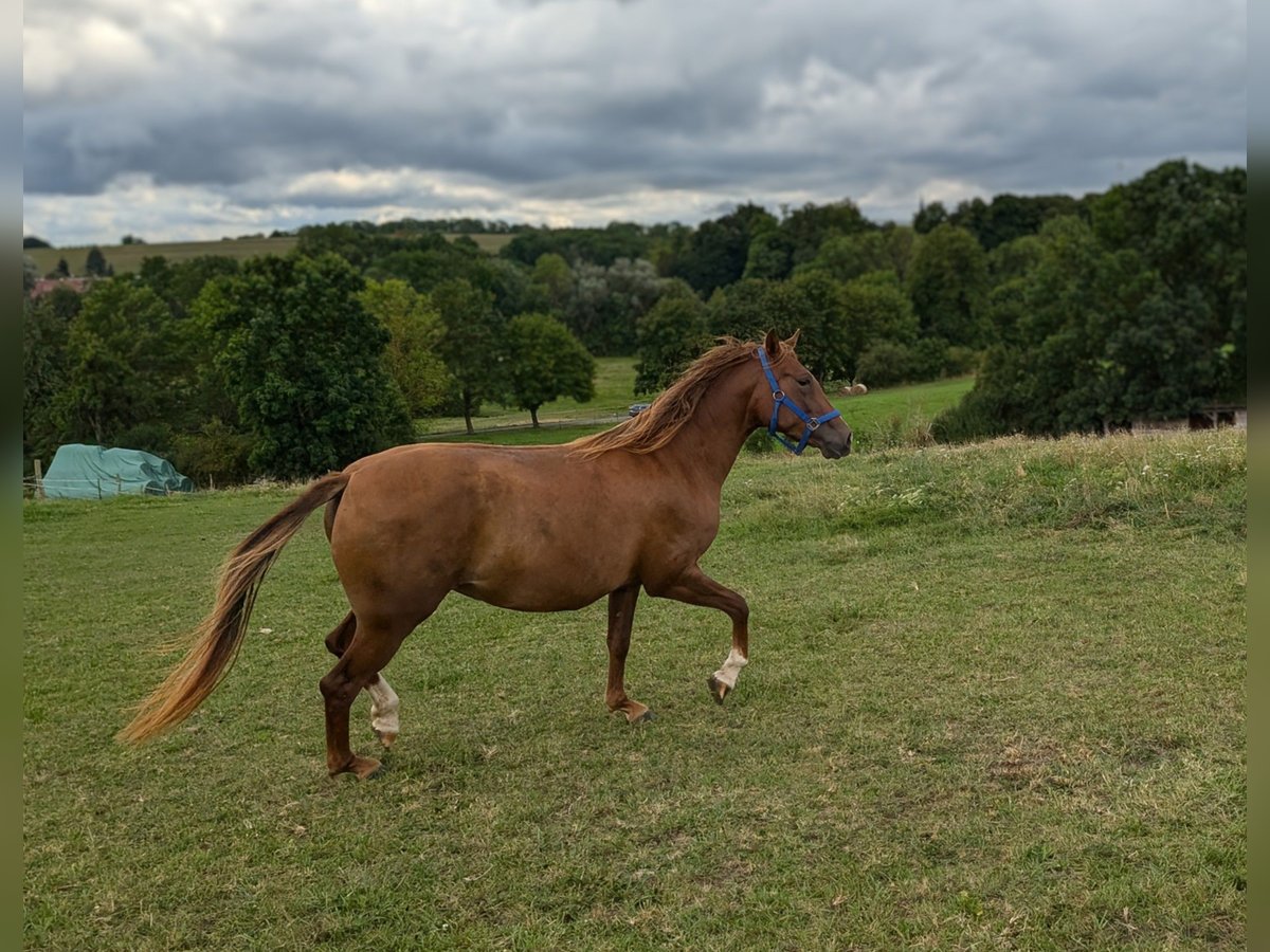 Karabach Merrie 3 Jaar 153 cm Vos in Dingelstädt