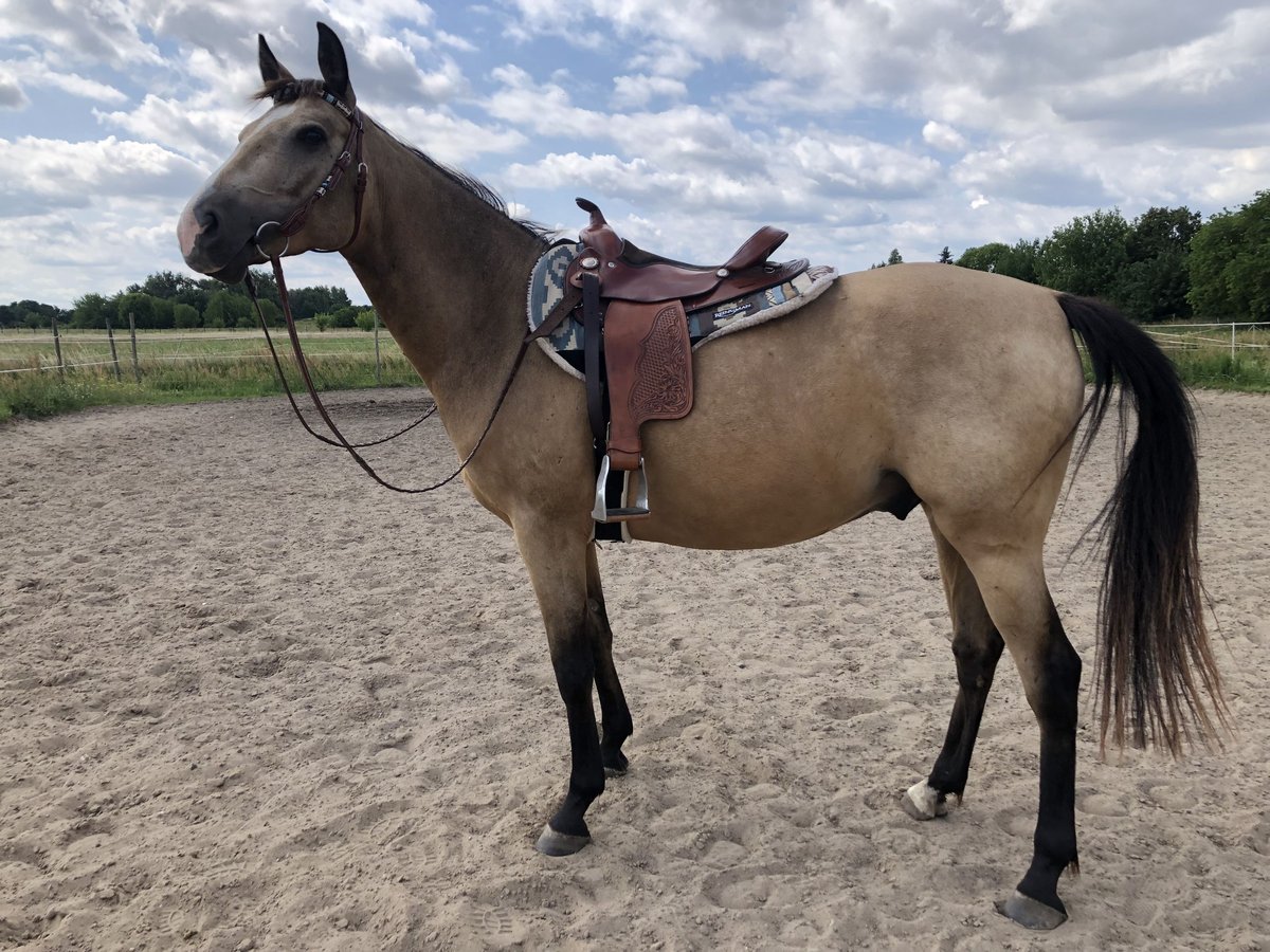 Karabaghhäst Blandning Valack 6 år 150 cm Gulbrun in Altlandsberg