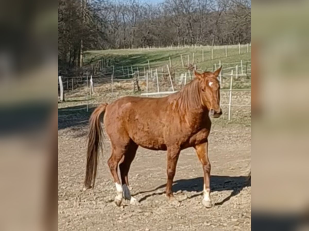 Karabaj Caballo castrado 4 años Alazán in Buchholz (Westerwald)Asbach