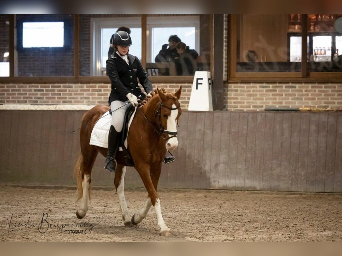 Karabaj Mestizo Caballo castrado 9 años 149 cm Alazán in Wuustwezel