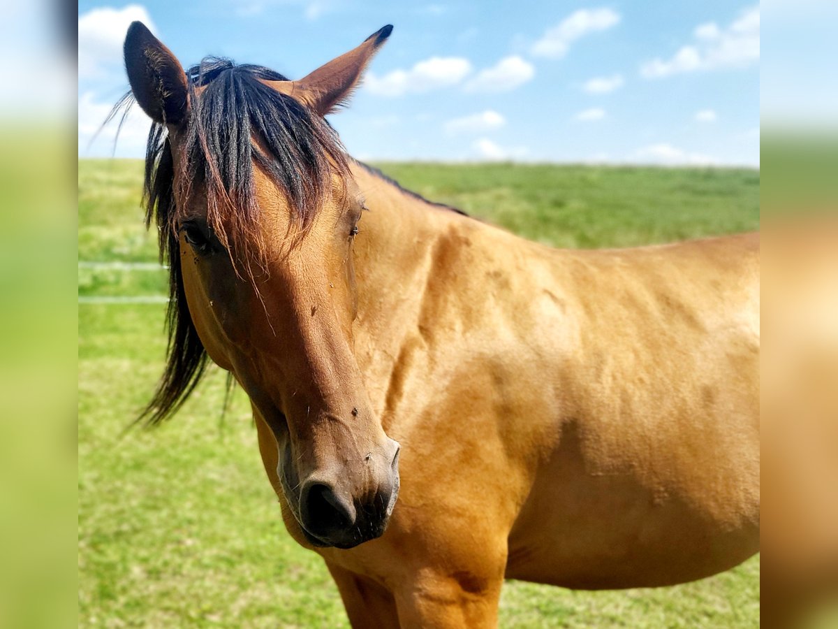 Karabakh Mare 5 years 14,3 hh Brown in Thüringen - Dingelstädt