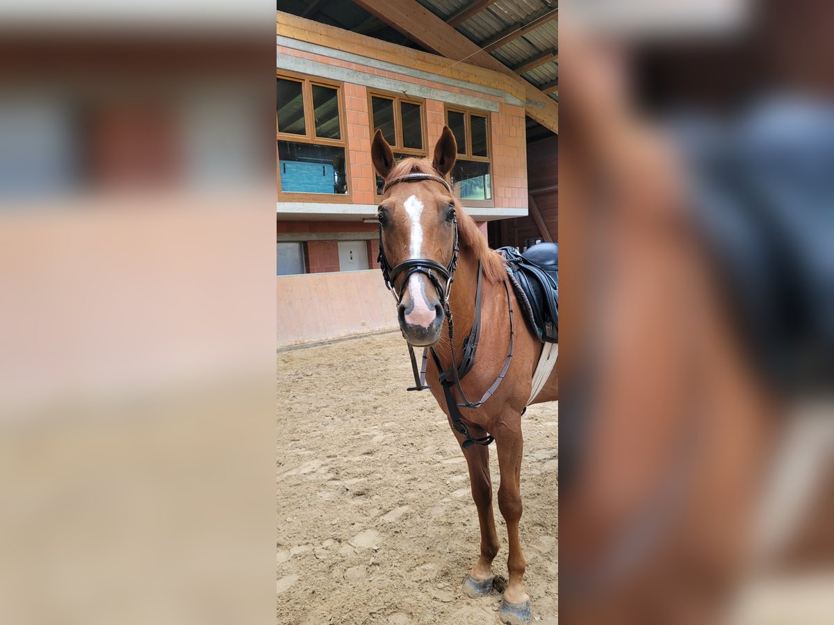 Karachai Gelding 7 years 15,1 hh Chestnut-Red in Hünstetten