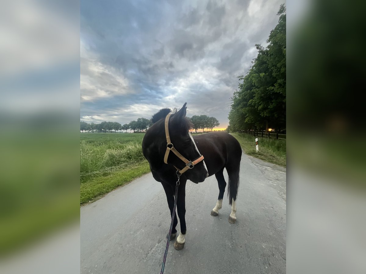 Karachai Mare 10 years 14,1 hh Black in Wadersloh