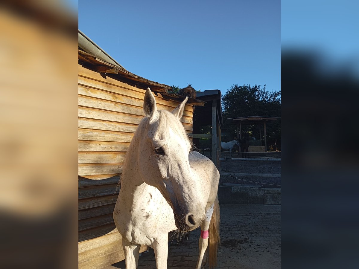 Karachai Mare 15 years 14,2 hh Grey-Dapple in Keltern Karachai Mare 15 years 14,2 hh Grey-Dapple in Keltern