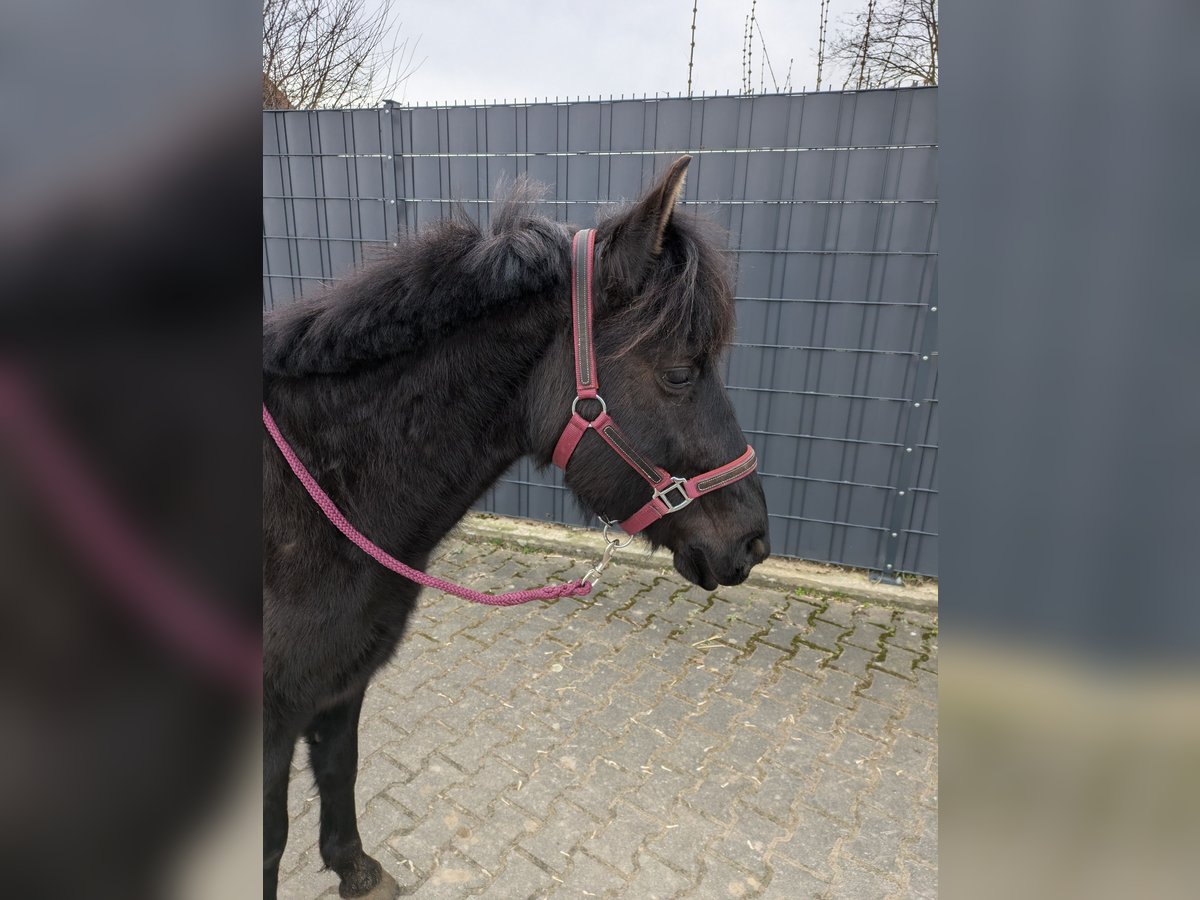 Karachai Mare 5 years 13,1 hh Black in Ketsch