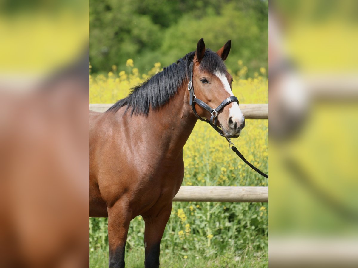 Karachai Mare 7 years 14,1 hh Brown in München