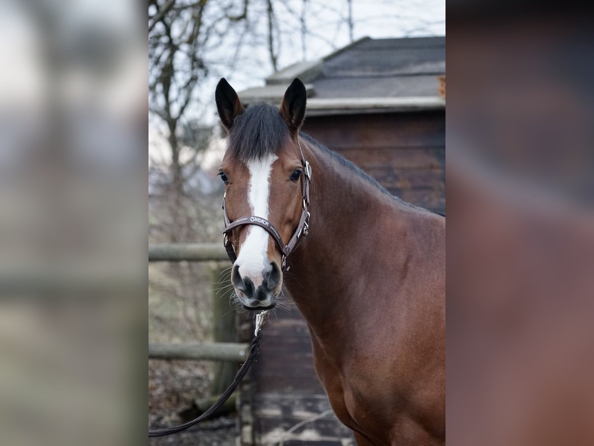 Karachai Mare 7 years 14,1 hh Brown in M&#xFC;nchen