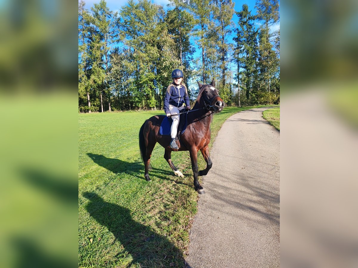 Karachai Mare 8 years 14,2 hh Bay in Wangen im Allg&#xE4;u