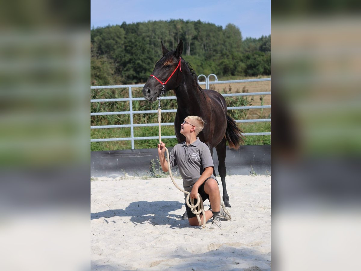 Karachai Stallion 1 year 16 hh Black in Vidice