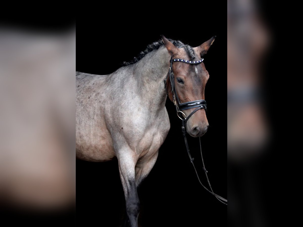 Karachai Stute 4 Jahre 145 cm Roan-Bay in Wijk en Aalburg