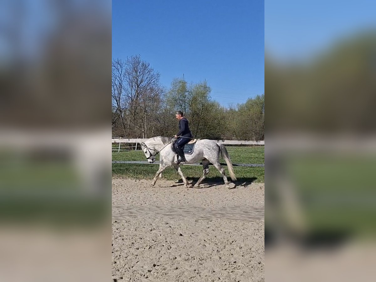 Karachai Wałach 9 lat 147 cm Siwa in Lustenau