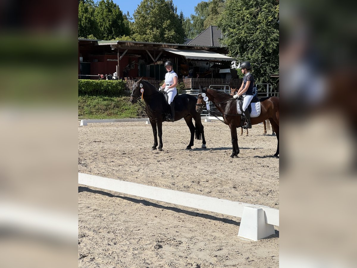 Karachai Wallach 4 Jahre 162 cm Rappe in Neum&#xFC;nster